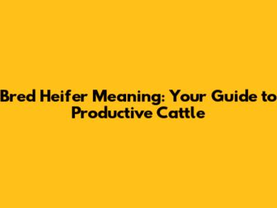 Bred Heifer Meaning: Your Guide to Productive Cattle