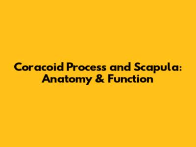 Coracoid Process and Scapula: Anatomy & Function