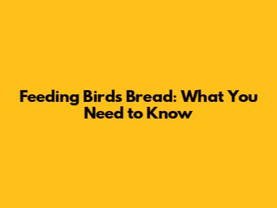 Feeding Birds Bread: What You Need to Know