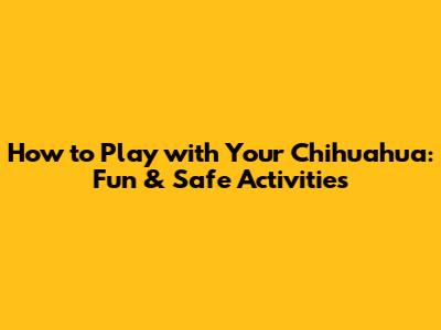 How to Play with Your Chihuahua: Fun & Safe Activities
