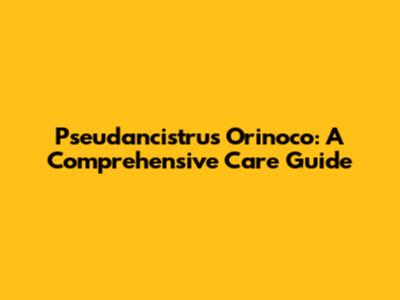 Pseudancistrus Orinoco: A Comprehensive Care Guide