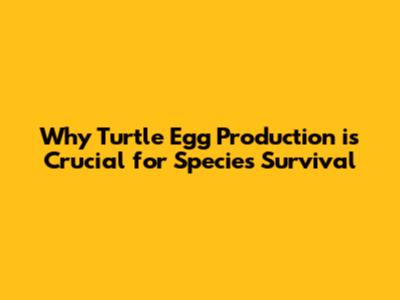 Why Turtle Egg Production is Crucial for Species Survival